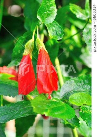 Marba viscousus 6606314