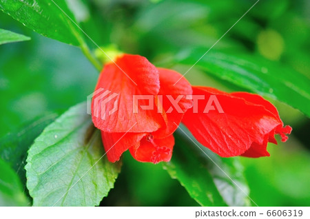 Marba viscousus Marba viscousus 6606319