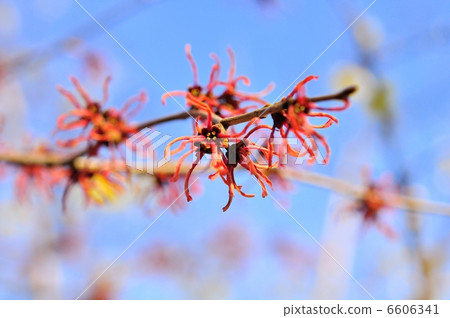 金縷梅 金縷梅 6606341