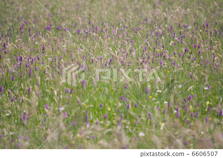 wild flowers background 6606507
