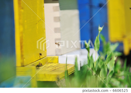 bee home at meadow 6606525