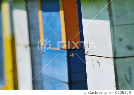 bee home at meadow 6606530