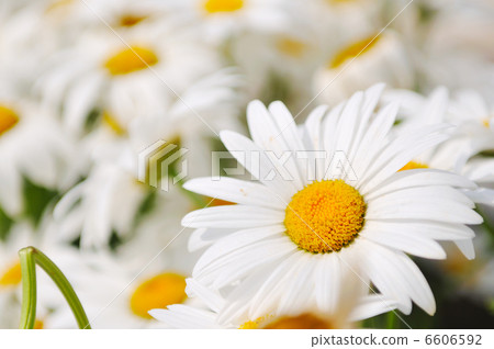 flower flower 6606592