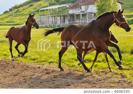 horse nature horse nature 6606595