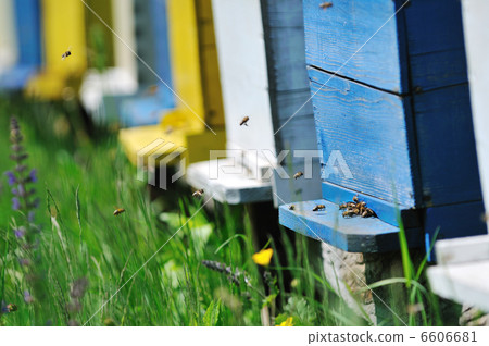 bee home at meadow 6606681