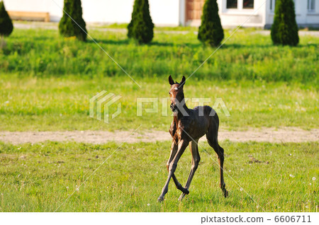 baby horse baby horse 6606711