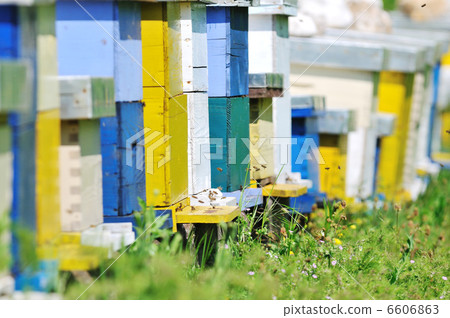 bee home at meadow 6606863