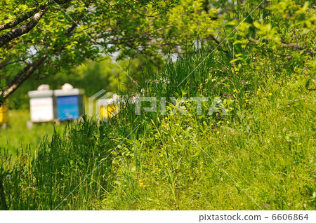 bee home at meadow bee home at meadow 6606864