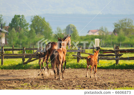 horse nature horse nature 6606873