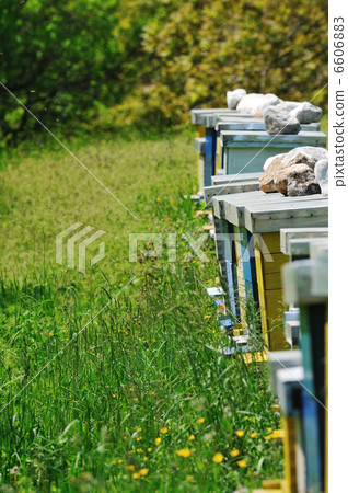 bee home at meadow 6606883
