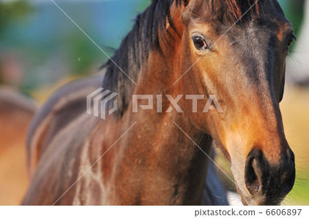 horse nature horse nature 6606897