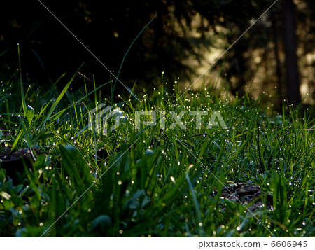 fresh flower and grass background with dew water drops fresh flower and grass background with dew water drops 6606945