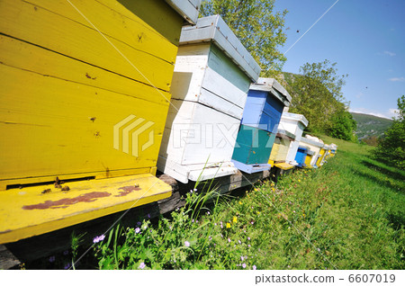 bee home at meadow 6607019