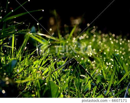 fresh flower and grass background with dew water drops fresh flower and grass background with dew water drops 6607171