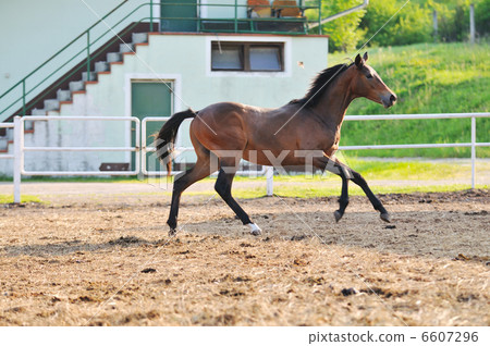 horse nature horse nature 6607296