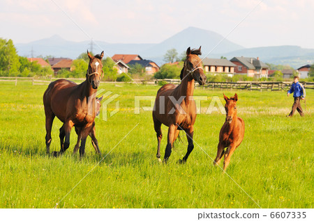 horse nature horse nature 6607335