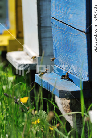 bee home at meadow bee home at meadow 6607338
