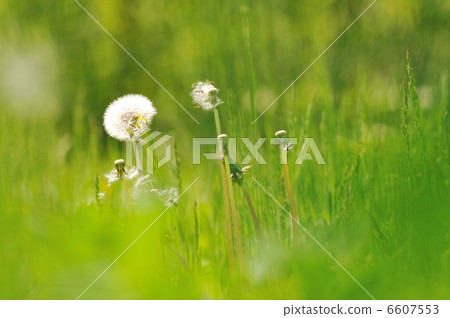 beautiful sunset in nature beautiful sunset in nature 6607553