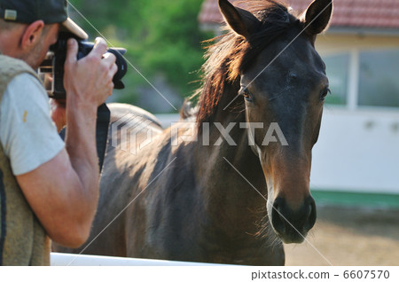 photographer and horse 6607570