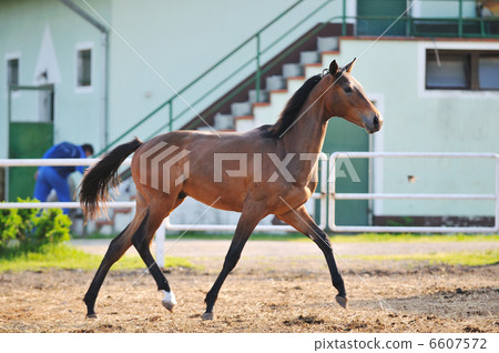baby horse baby horse 6607572