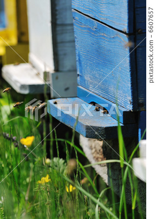 bee home at meadow bee home at meadow 6607657