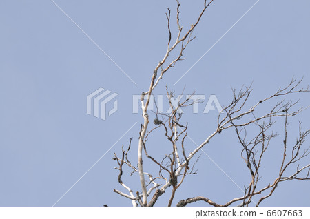 winter tree winter tree 6607663