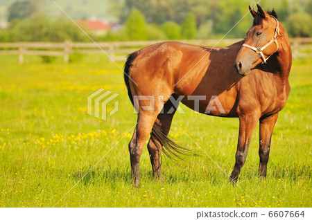horse nature horse nature 6607664
