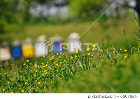 bee home at meadow bee home at meadow 6607684