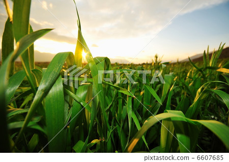 beautiful sunset in nature 6607685