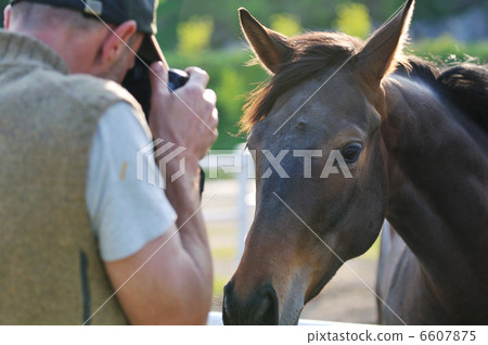 photographer and horse photographer and horse 6607875