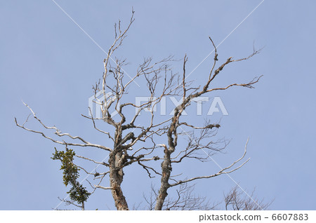 winter tree winter tree 6607883