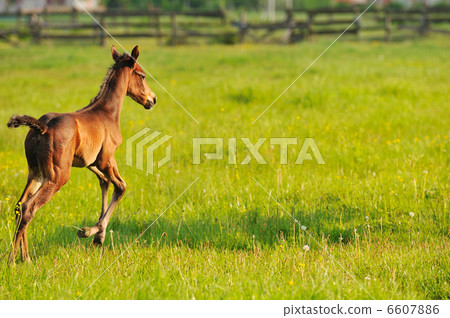 horse nature horse nature 6607886
