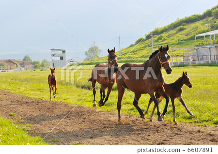 horse nature horse nature 6607891
