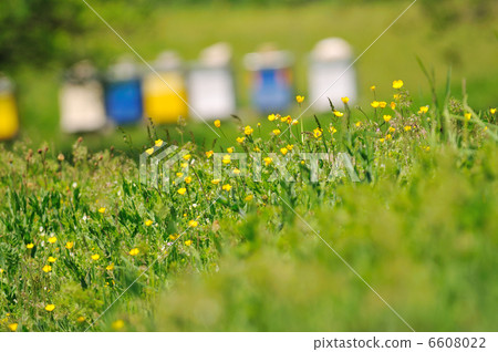 bee home at meadow bee home at meadow 6608022