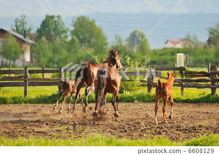 horse nature 6608129
