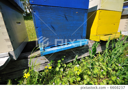 bee home at meadow bee home at meadow 6608237