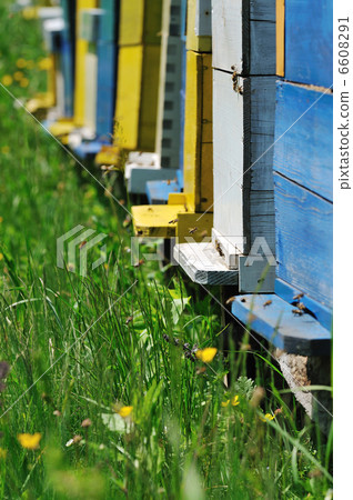 bee home at meadow bee home at meadow 6608291