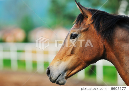 horse nature 6608377