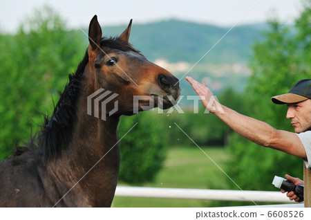 photographer and horse 6608526