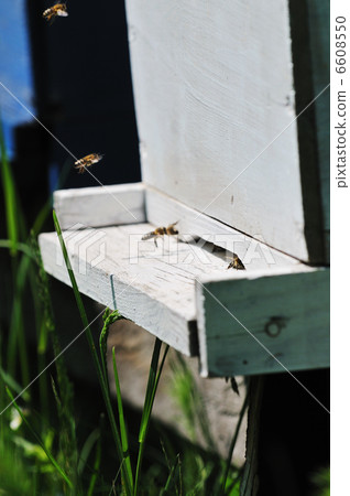 bee home at meadow bee home at meadow 6608550