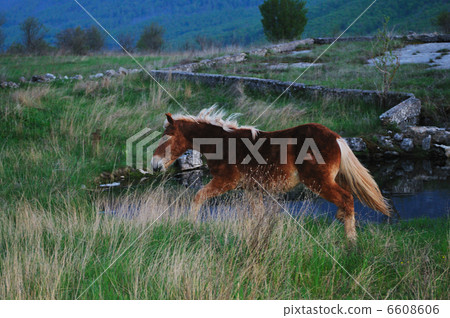 horse nature horse nature 6608606