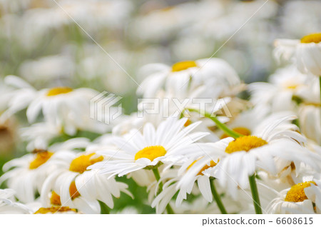 flower flower 6608615