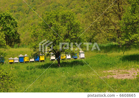 bee home at meadow bee home at meadow 6608665