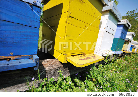 bee home at meadow bee home at meadow 6608823