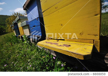 bee home at meadow bee home at meadow 6608850