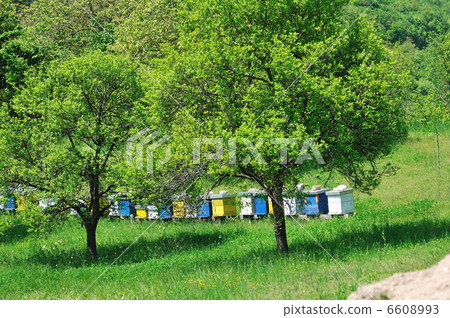 bee home at meadow 6608993