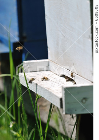 bee home at meadow bee home at meadow 6609308