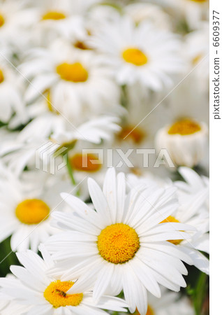 flower 6609377