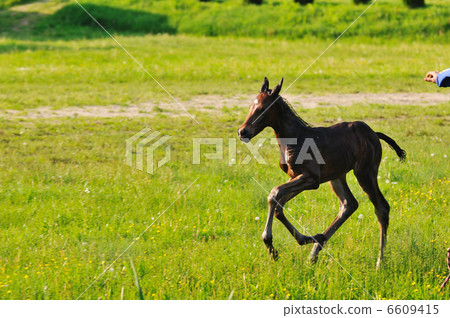 baby horse baby horse 6609415