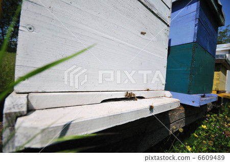 bee home at meadow bee home at meadow 6609489